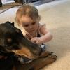 Doberman Pinscher AKC Registered 