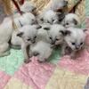 Siamese Kittens - Great Quality and Health