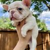 French bulldog puppy