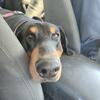 AKC Doberman Pinscher looking for a new home