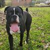 AKC Sealed brindle(black) boxer up for stud