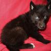 Wolfdog wolf husky Black blue eyed (Blackfirek9s-low wolf content )
