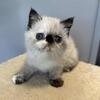 Seal/tortie points Exotic shorthair female 
