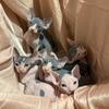 Sphynx & Bambino Kittens