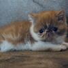Exotic Shorthair 