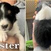 AKC Shetland Sheepdogs.