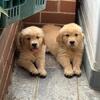 Purebred Golden Retrievers