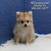 Pomeranian Puppies & More Available in Donna, Texas