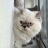 Female Persian cat