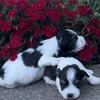 Parti black & white mini schnauzers ready 5/20/24.  First shot and deworming, dews removed and tails docked