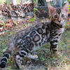 BROWN SPOTTED MALE BENGAL KITTEN