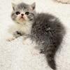 Exotic short hair kittens