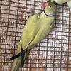 Olive Opaline Indian Ringneck