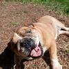 English Bulldog Girl for adoption 