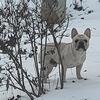 Akc french Bulldog