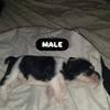 Chihuahua beagle Daschund  mix puppies Brooklyn nyc 