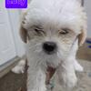 F2 Shichon Puppies 