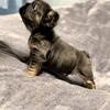 French Bulldog male puppies