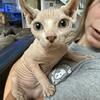 Sphynx kittens - special discount!