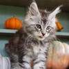 Registered Maine Coon and British shorthair kittens