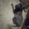 Presa Canario in need of temporary foster home
