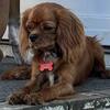 Cavalier king spaniel