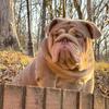 English Bulldog Stud
