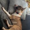 AKC English Bull Terrier For STUD ONLY