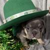Akc French bulldog puppies