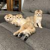 Scottish golden fold boys 