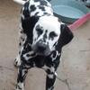 CKC Registered Dalmatian Puppies