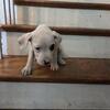 Almost 3 month old female dogo