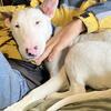 Bull terrier puppy 