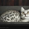Pedigreed Silver Bengal / British shorthair outcross kitten - girl
