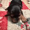 Yorkie Puppies for Sale