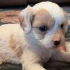 Cavapoo puppies looking for forever home