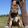American Bully Female 