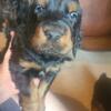 Gordon Setter Puppies