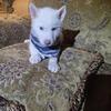 BEAUTIFUL  AKC REG  SIBERIAN HUSKY PUP   SOLID  WHITE 