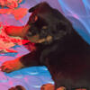 Beautiful German and Serbian Rottweiler puppies