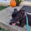 Staffordshire bull terrier