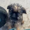 Brussels Griffons