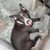 XL Bully Puppy For Sale In Florida, Miami, Orlando, Tampa, Naples, Tallahassee Etc