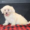 Shichon (Teddy Bear) Tara Female