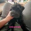 Miniature schnauzer puppies for sale