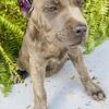 AKC Cane Corso Pups***PRICE REDUCTION***