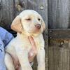 Yellow Labrador