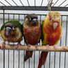Sweet little Green Cheek Conures