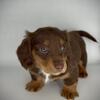 AKC Longhair Mini Dachshunds