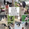 Adult spayed border collie